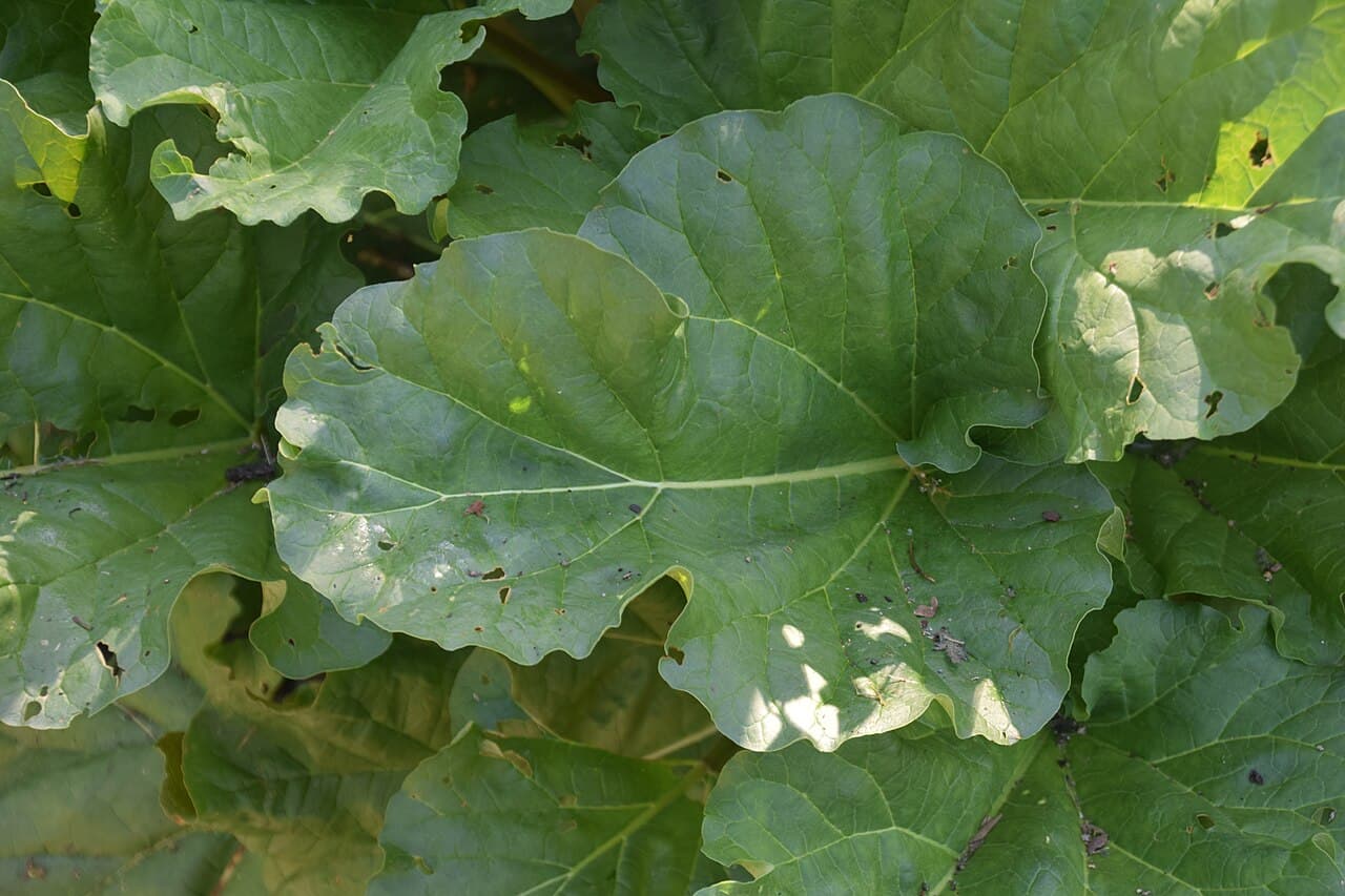 Large crinkled rhubarb leaves