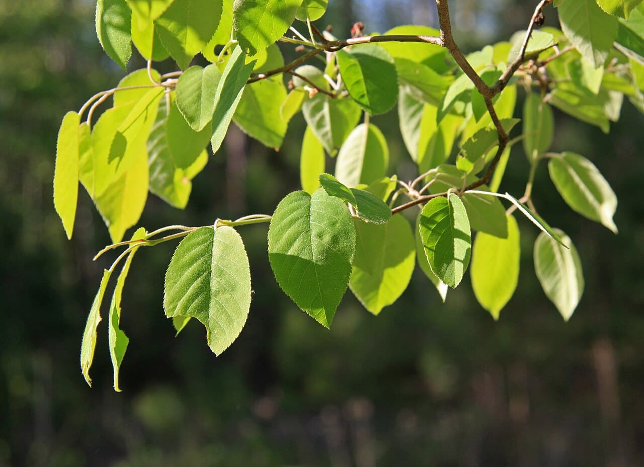 Serviceberry foliage