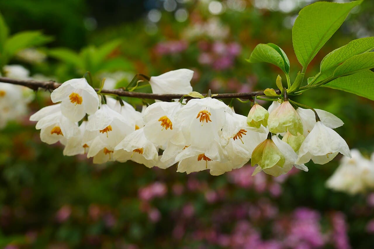 White bell flowers hanging from silverbell branches