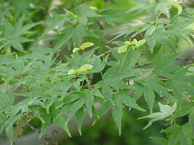 Finely cut red foliage of Japanese maple