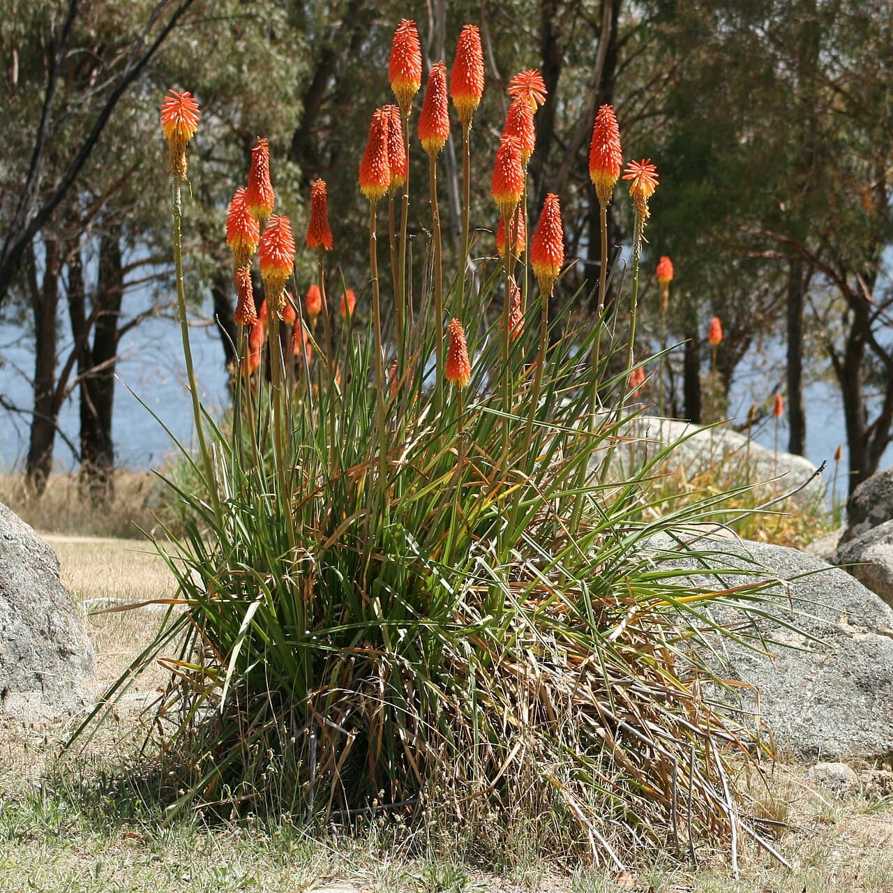 Orange and yellow torch flower of kniphofia