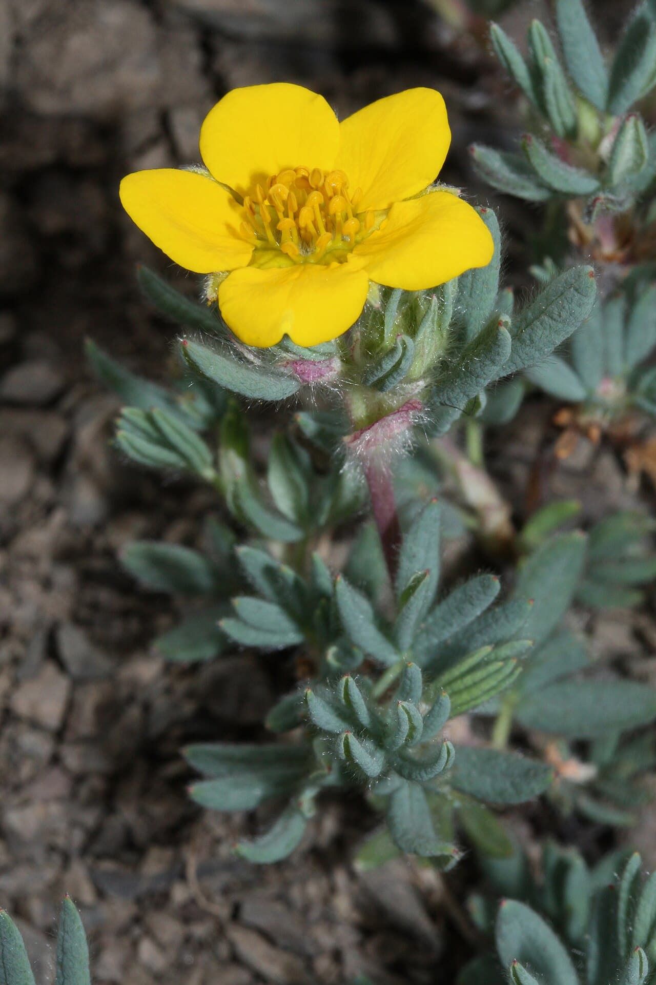 Yellow flowers of shrubby cinquefoil