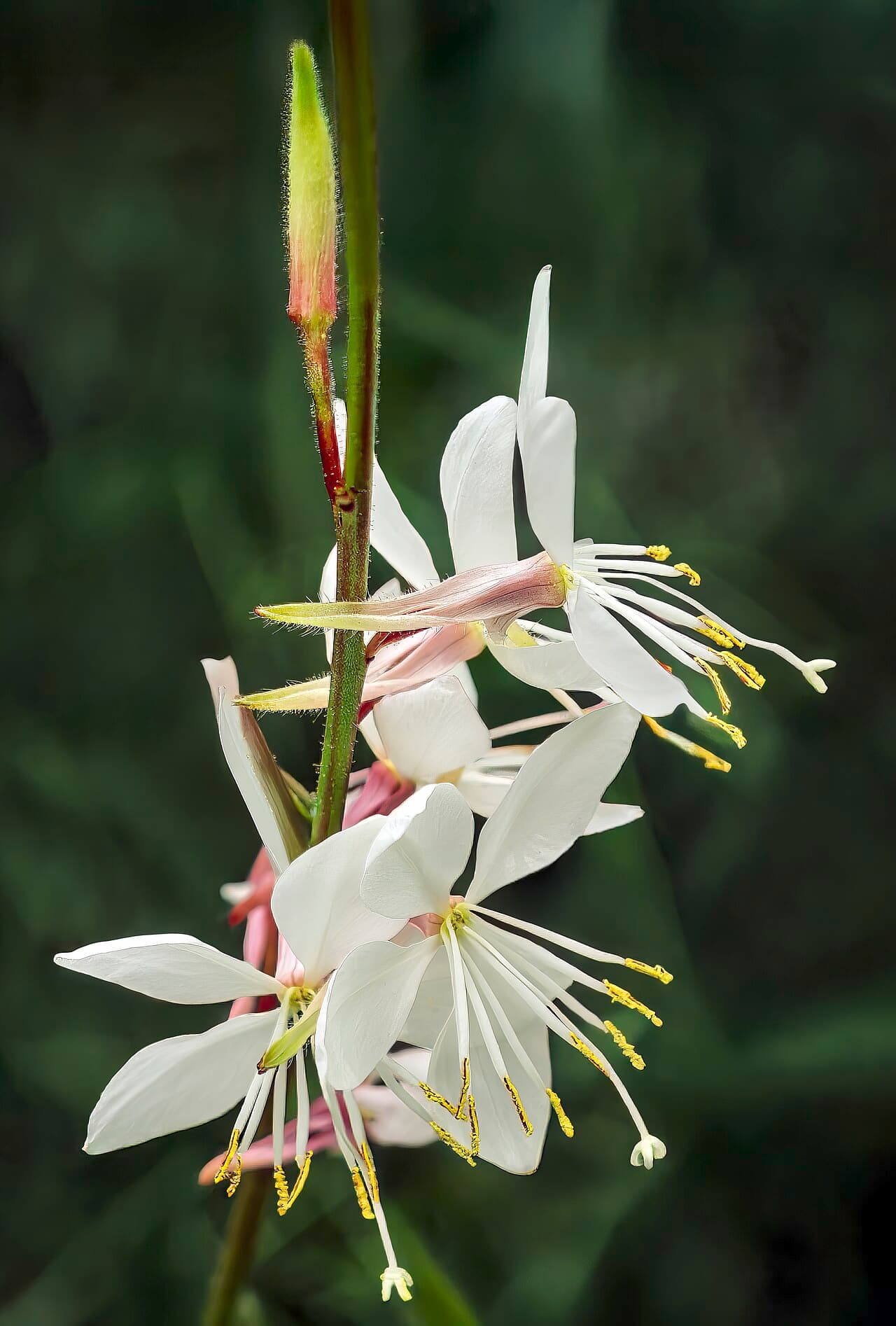 Delicate white and pink gaura flowers on wiry stems
