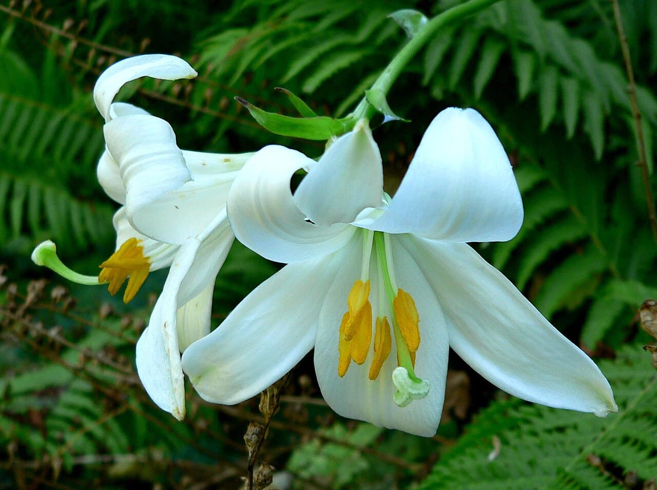 White madonna lily flowers