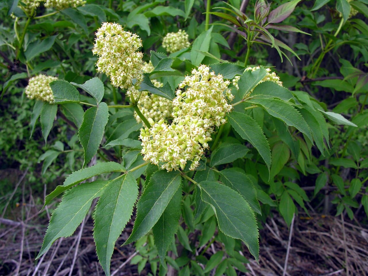 Red berry clusters of red elderberry