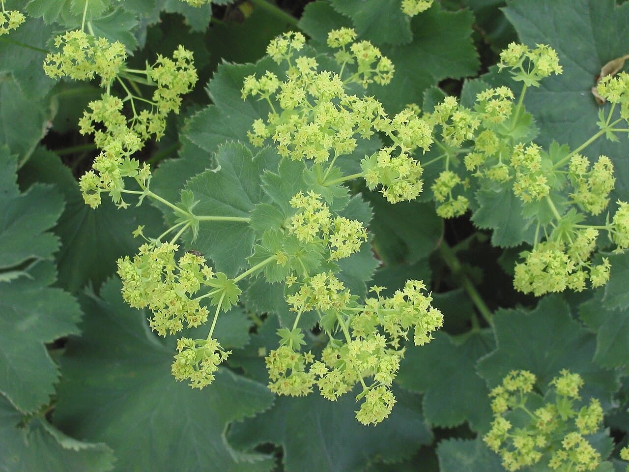 Chartreuse flower sprays over pleated leaves