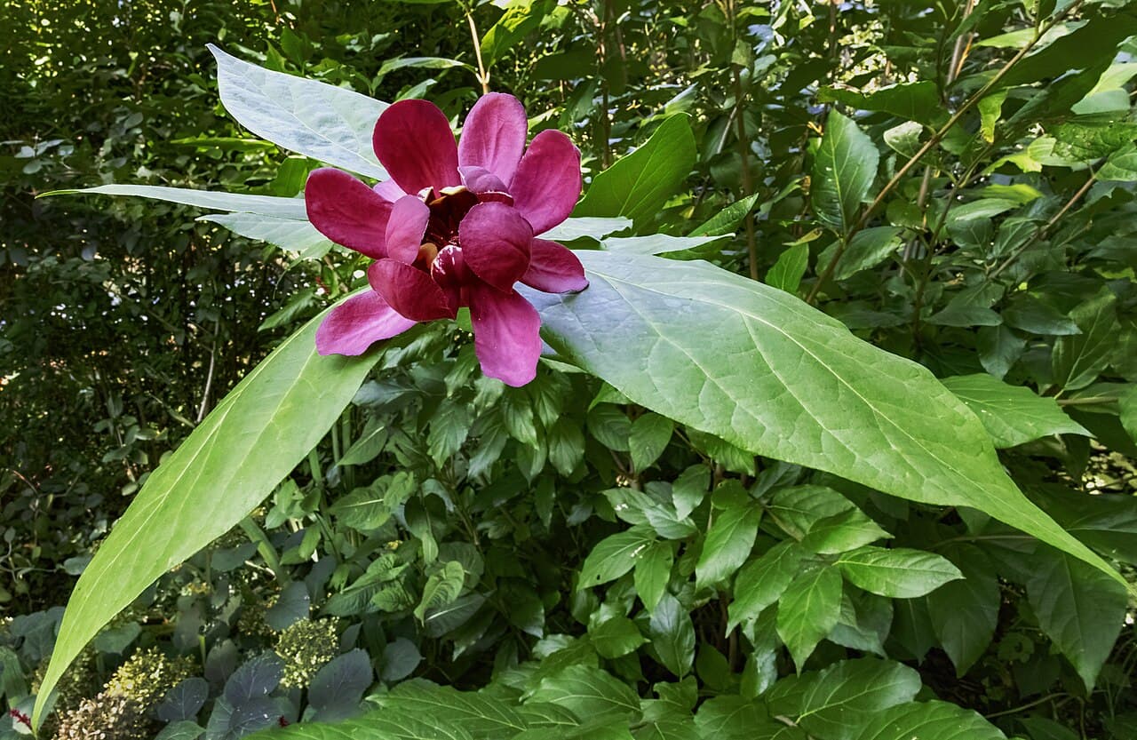 Dark red strap-petalled sweetshrub flower