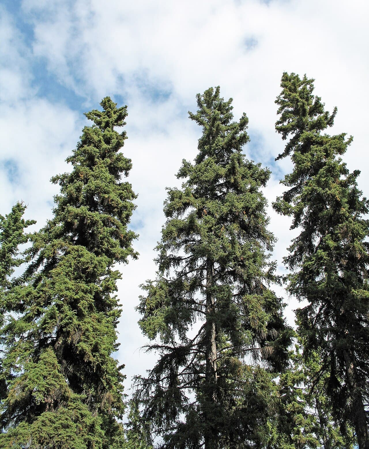 White spruce foliage and habit