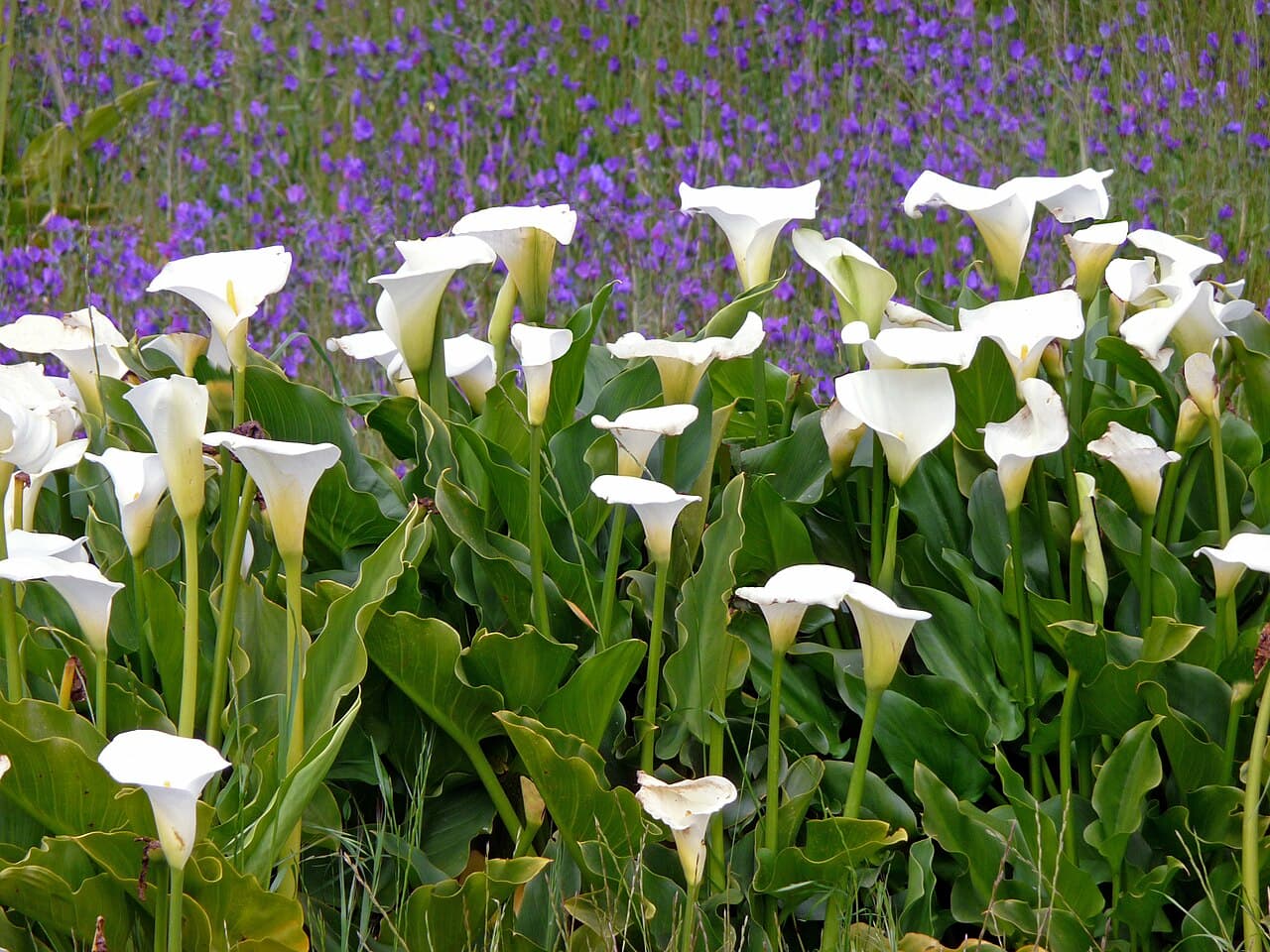 White calla lily spathe