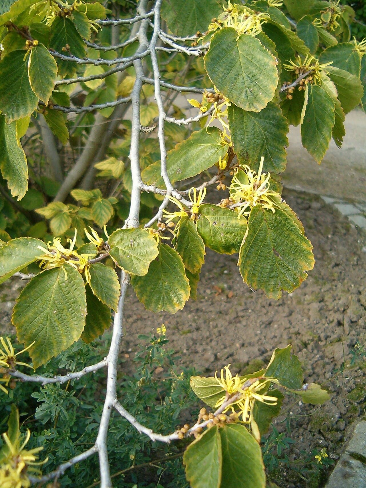 Spidery yellow witchhazel flowers