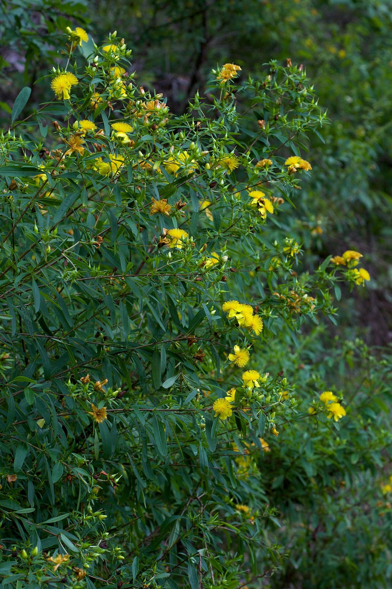 Yellow flowers with prominent stamens on shrubby St John's wort