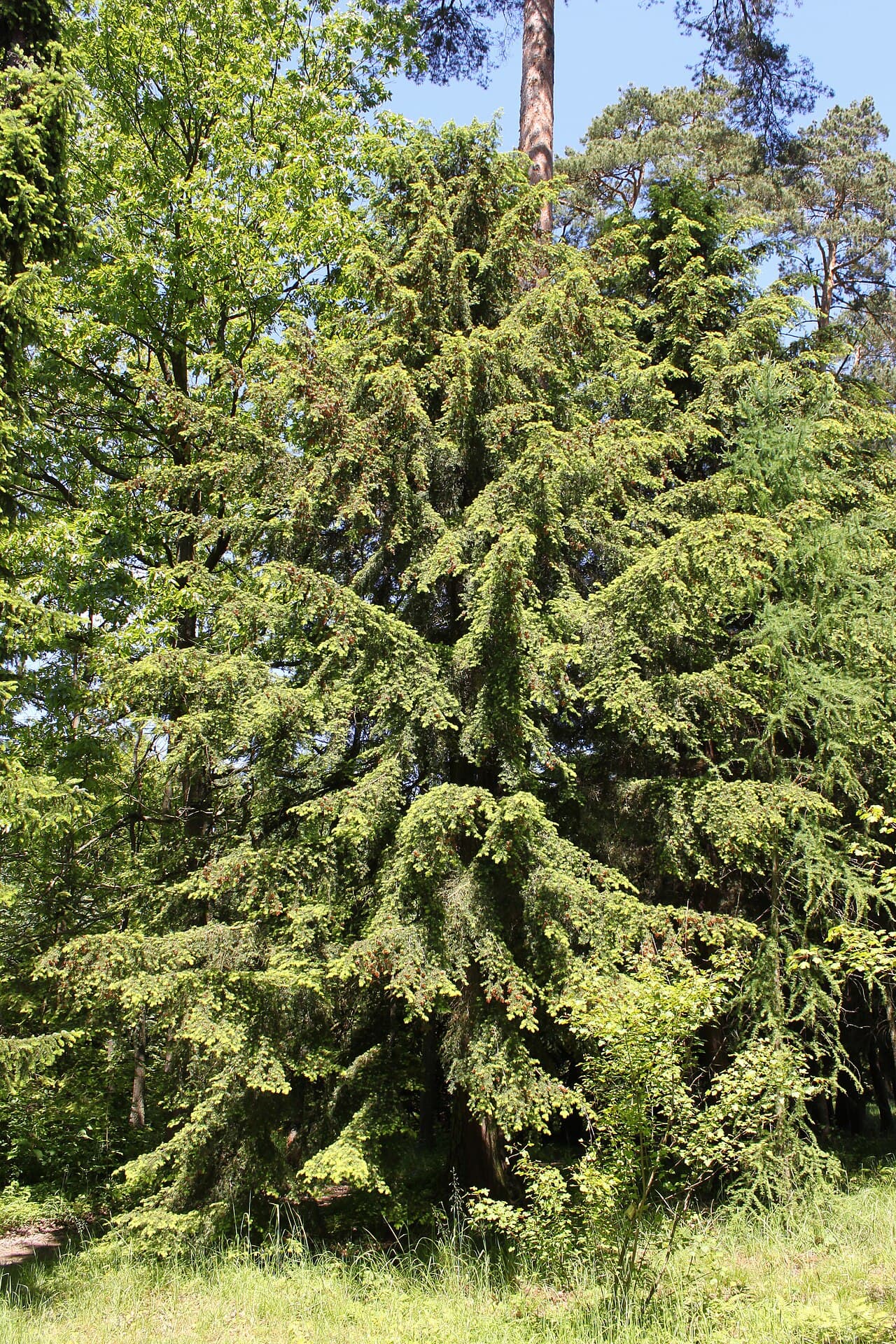 Fine dark foliage of Carolina hemlock