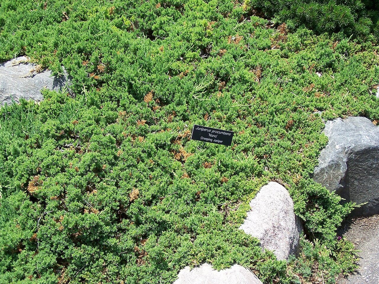 Low spreading Japanese garden juniper