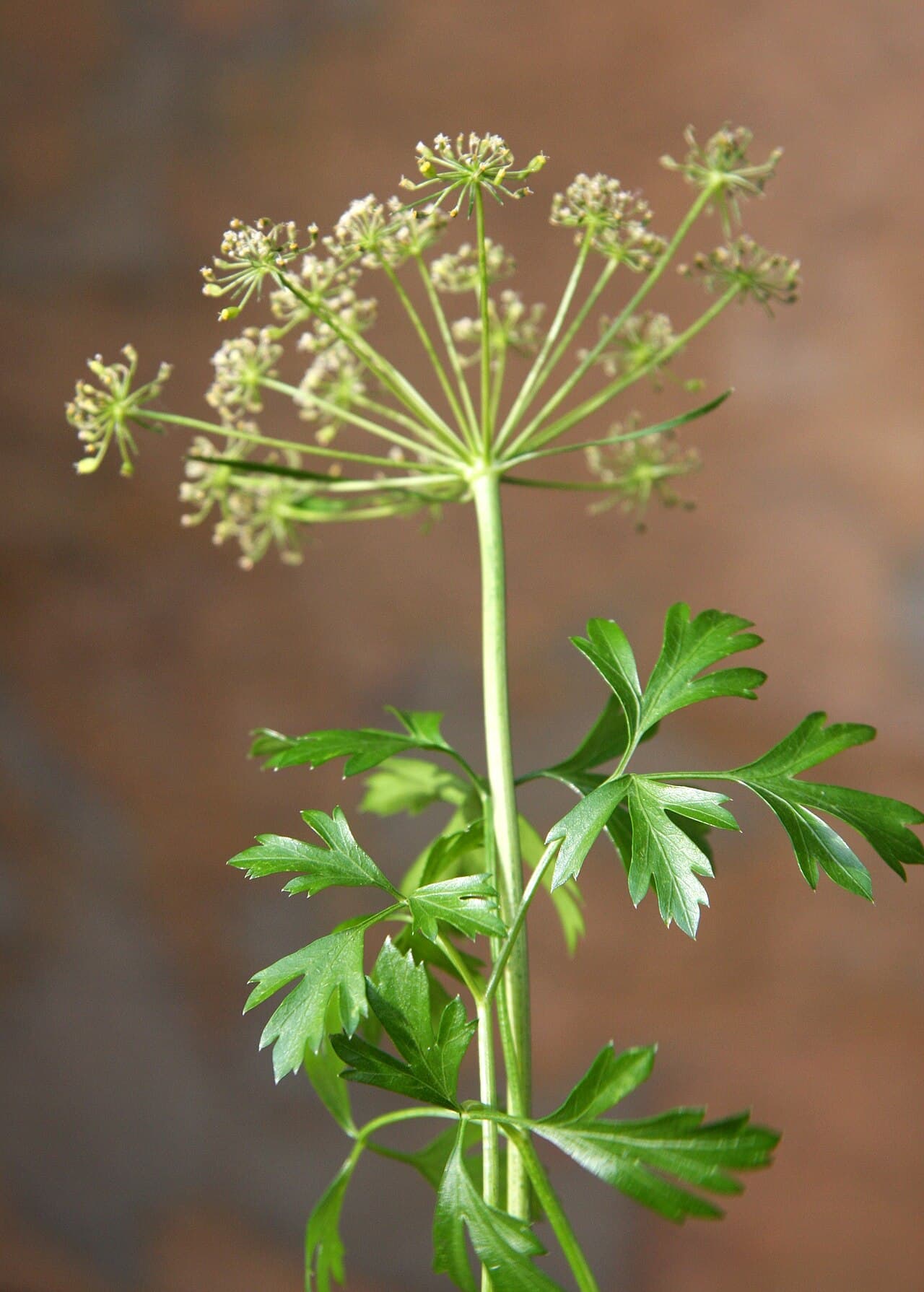 Curled parsley foliage