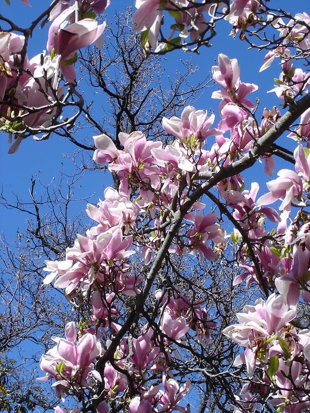 Large pink and white magnolia flowers on bare branches