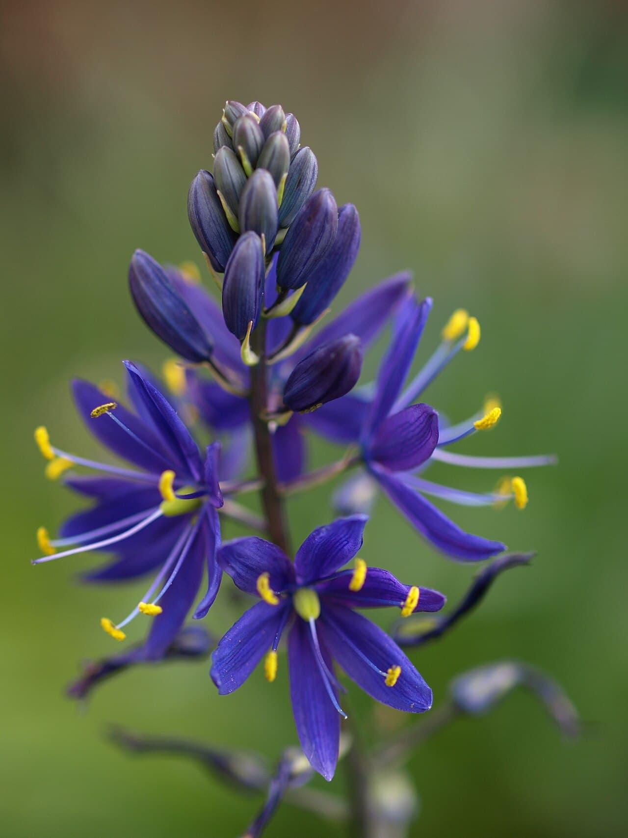 Blue star flowers on a camassia spike