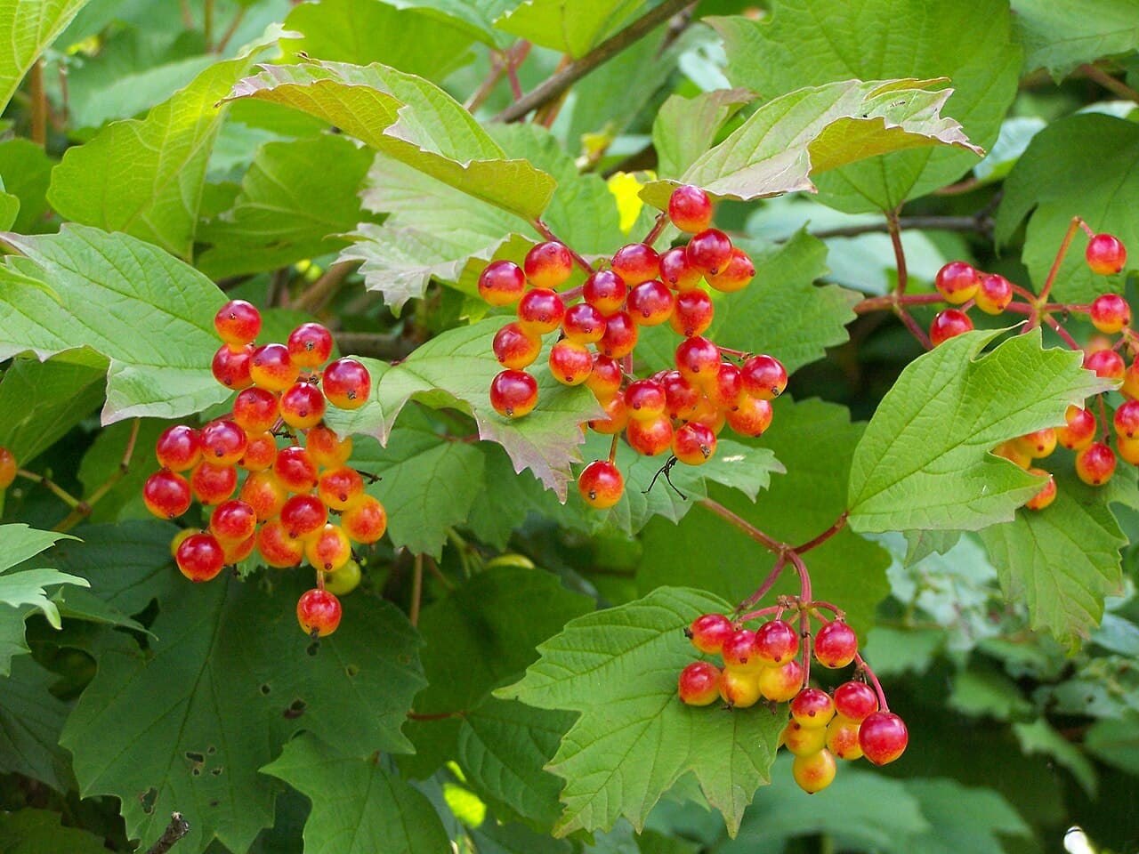 White lacecap flowers and red fruit of cranberry bush
