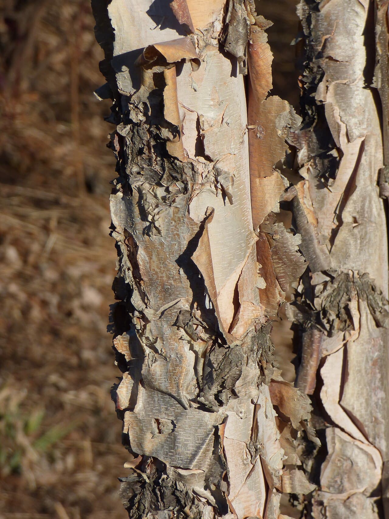 Peeling cinnamon bark of river birch