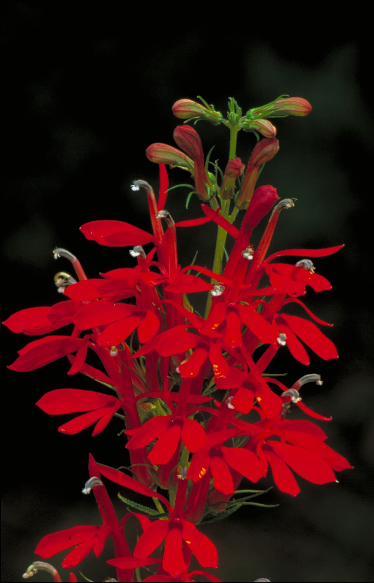 Scarlet flower spike of cardinal flower