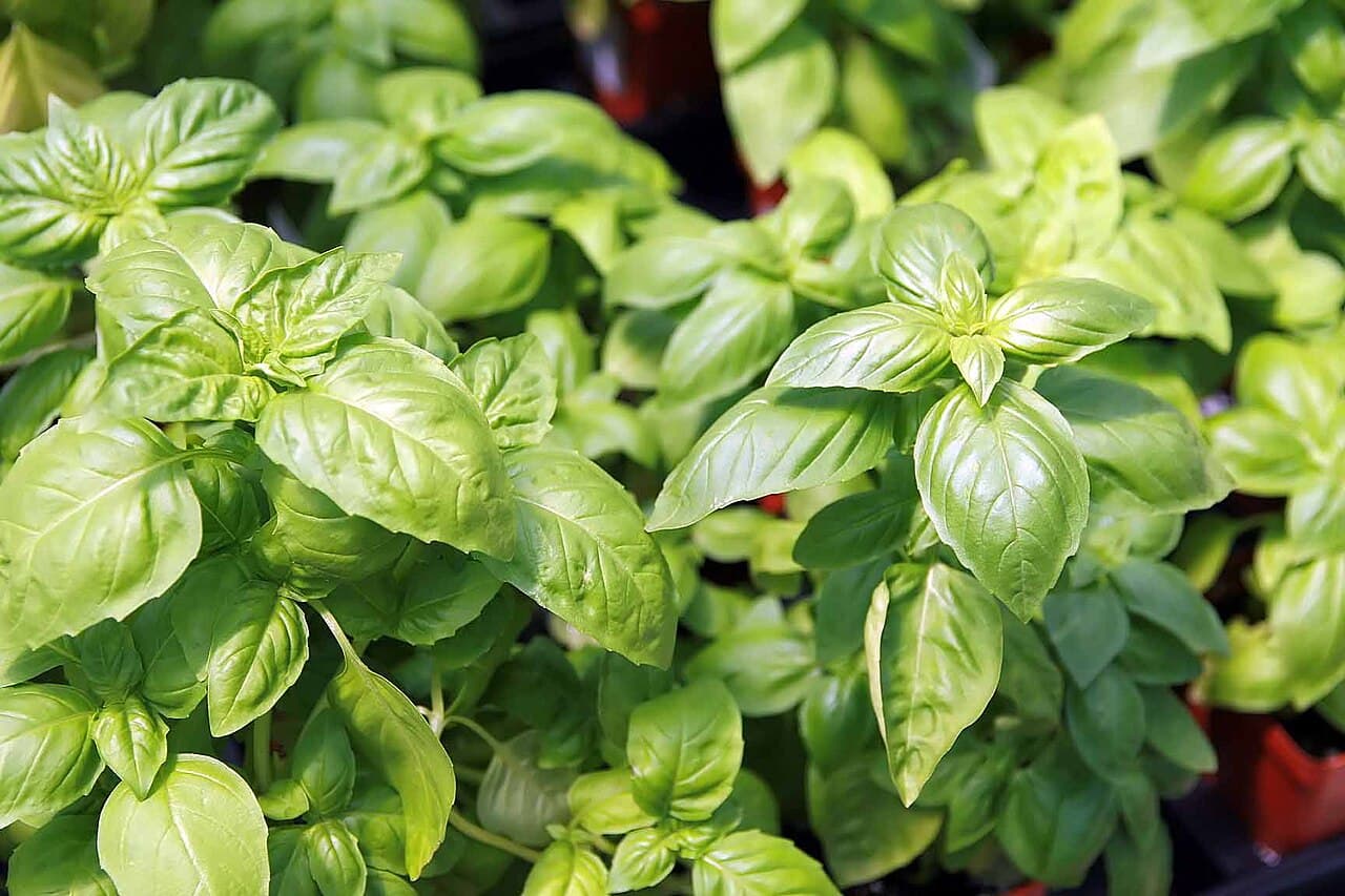 Basil foliage