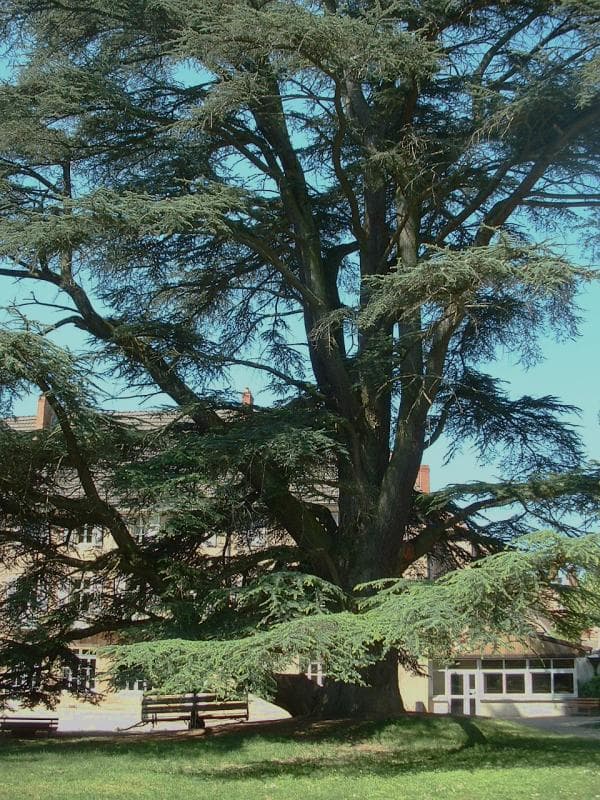 Blue-grey needles of Atlas cedar