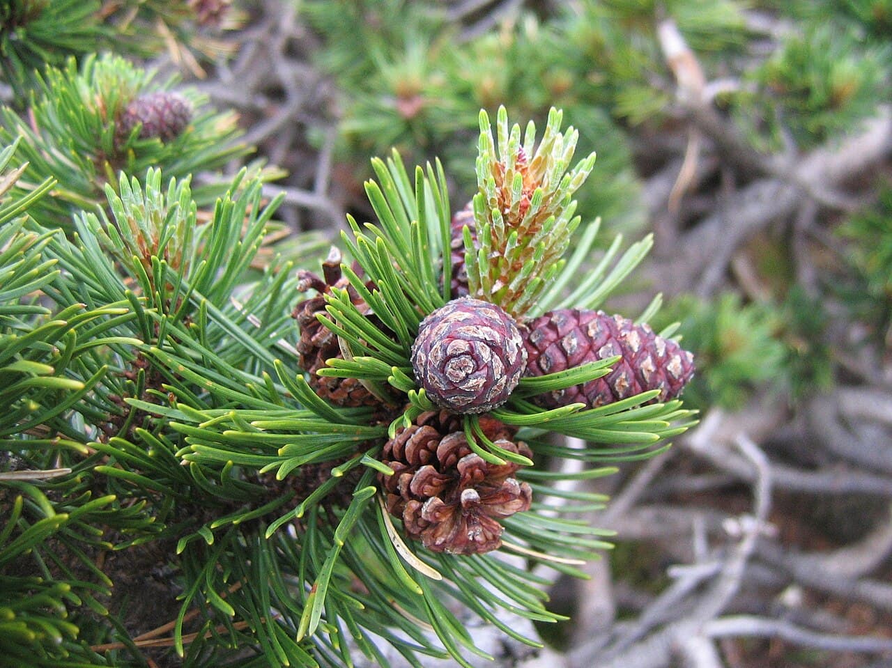 Mugo pine cone and needles