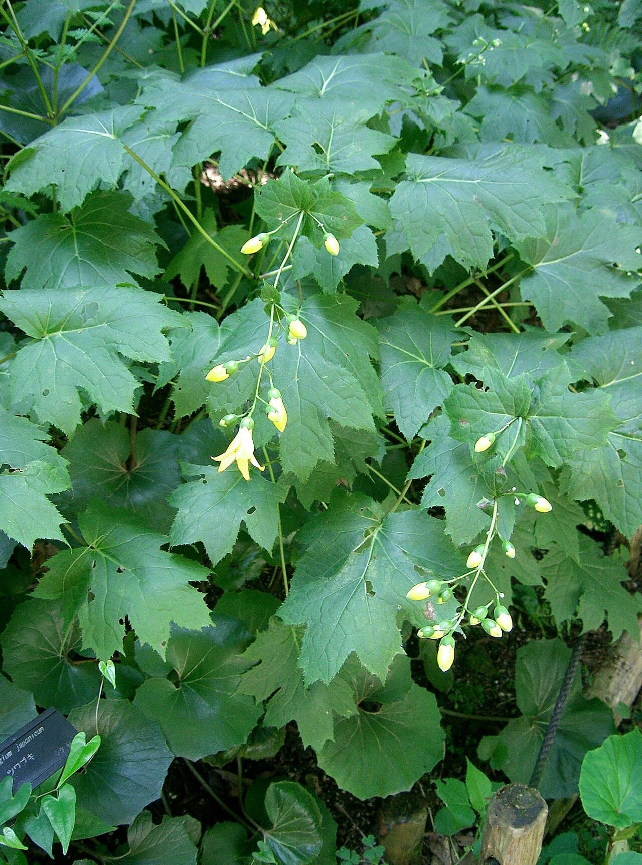 Pale yellow waxy bell flowers of Kirengeshoma