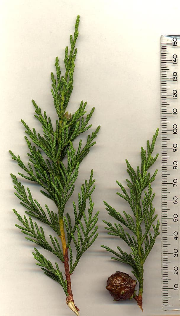 Dense columnar Leyland cypress