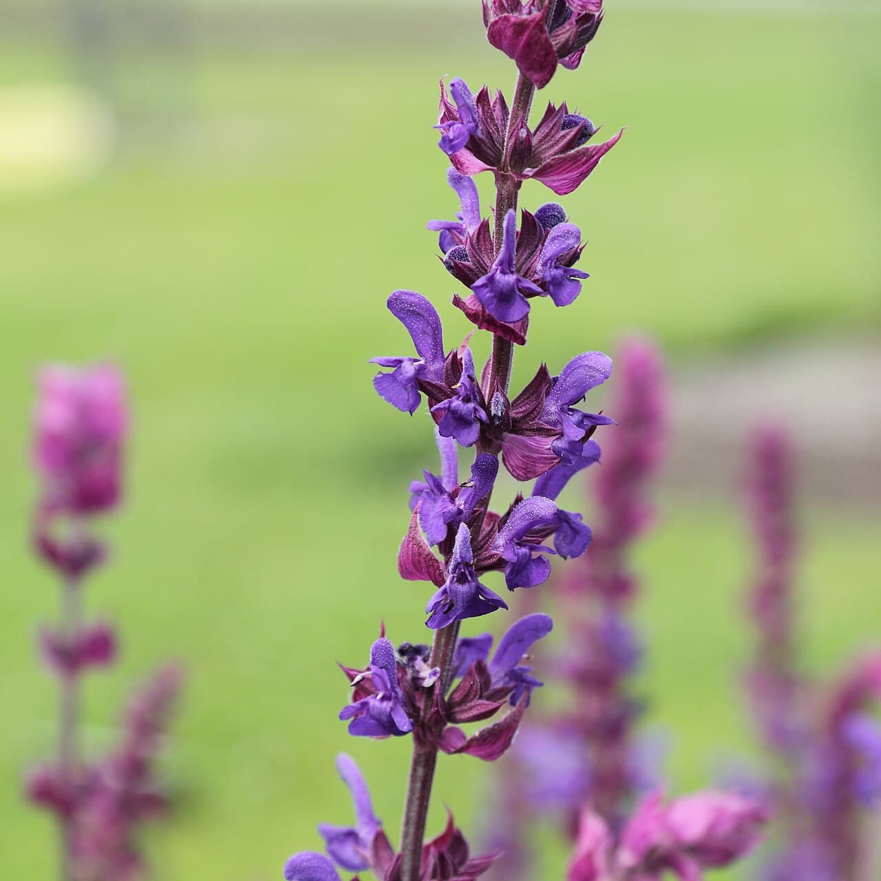 Dense violet-blue flower spikes of meadow sage