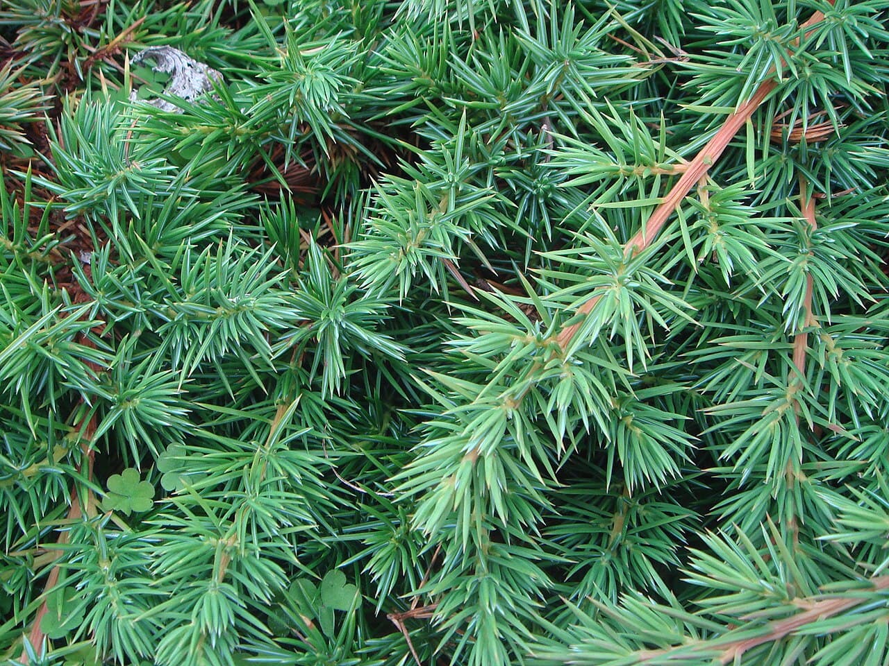 Low spreading shore juniper