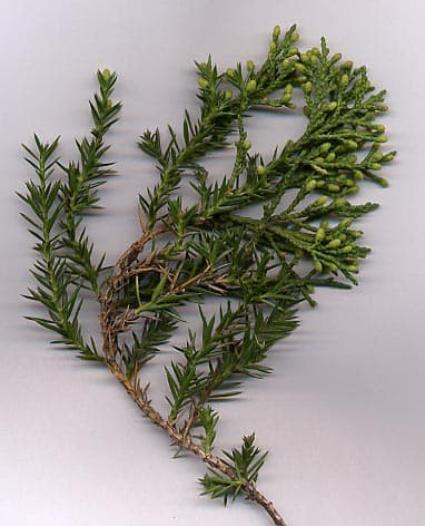 Chinese juniper foliage detail