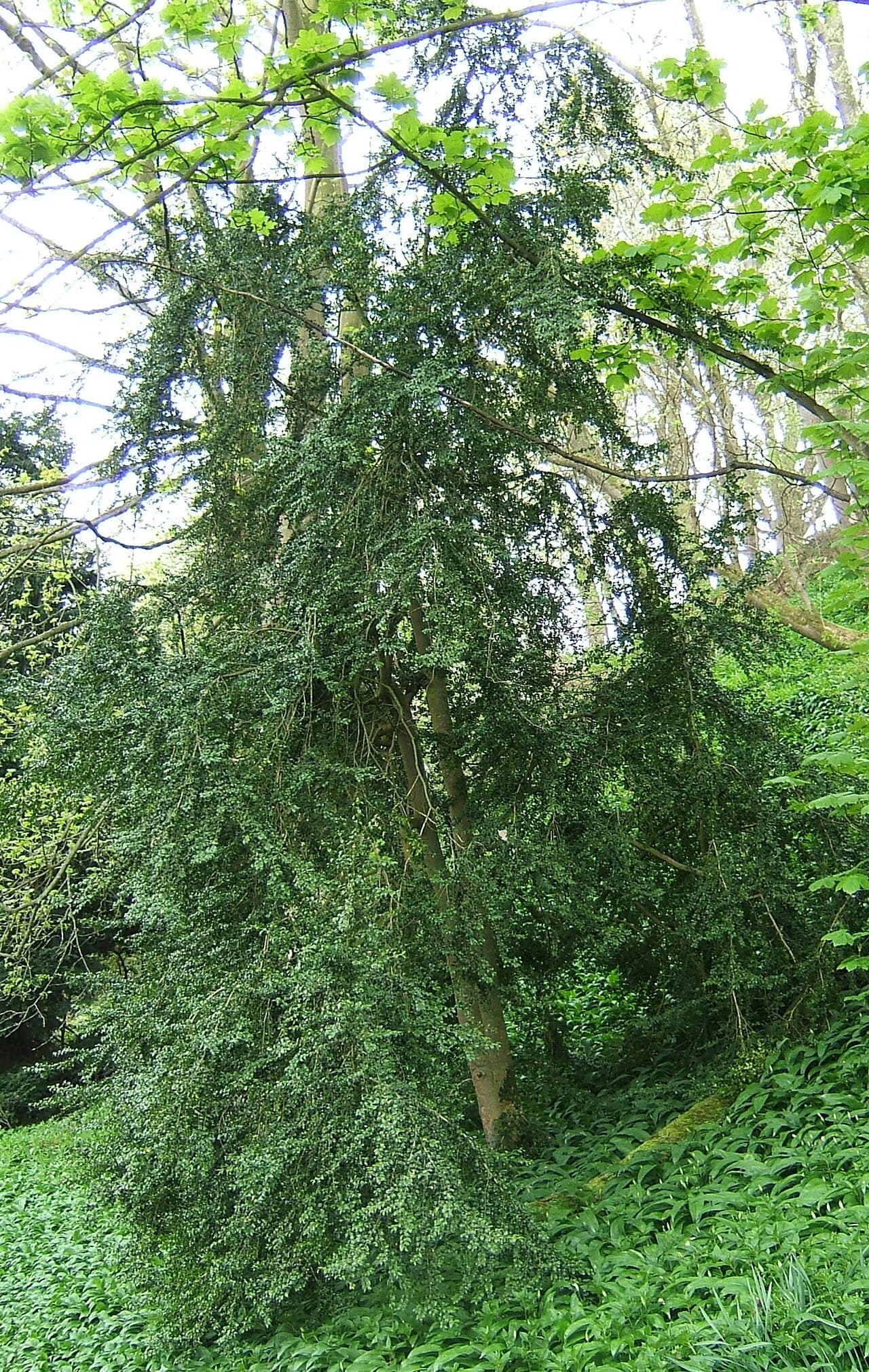 Common boxwood foliage, small glossy dark green evergreen leaves