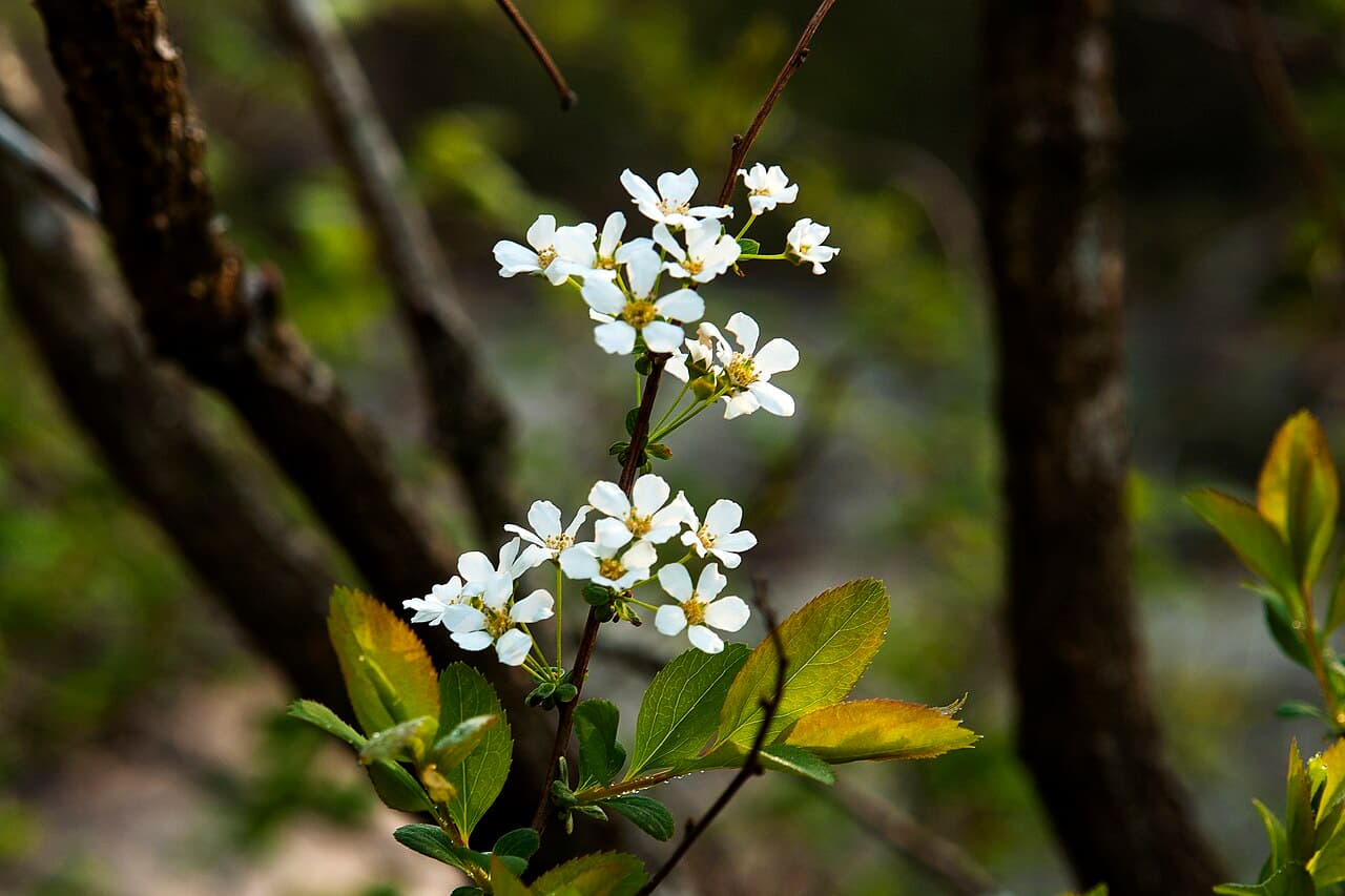 Arching stems covered in white spirea flowers