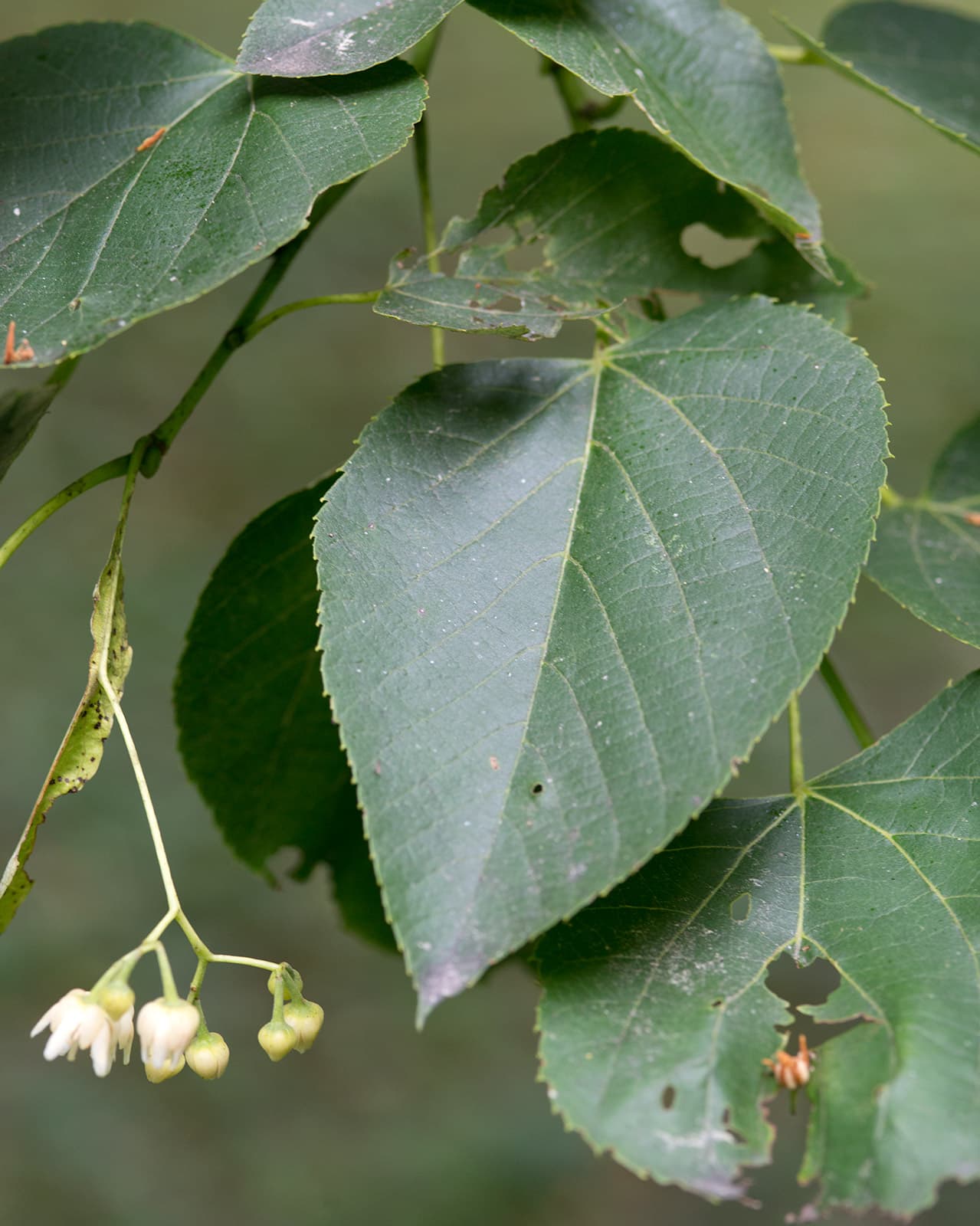 Large heart-shaped leaves of American linden