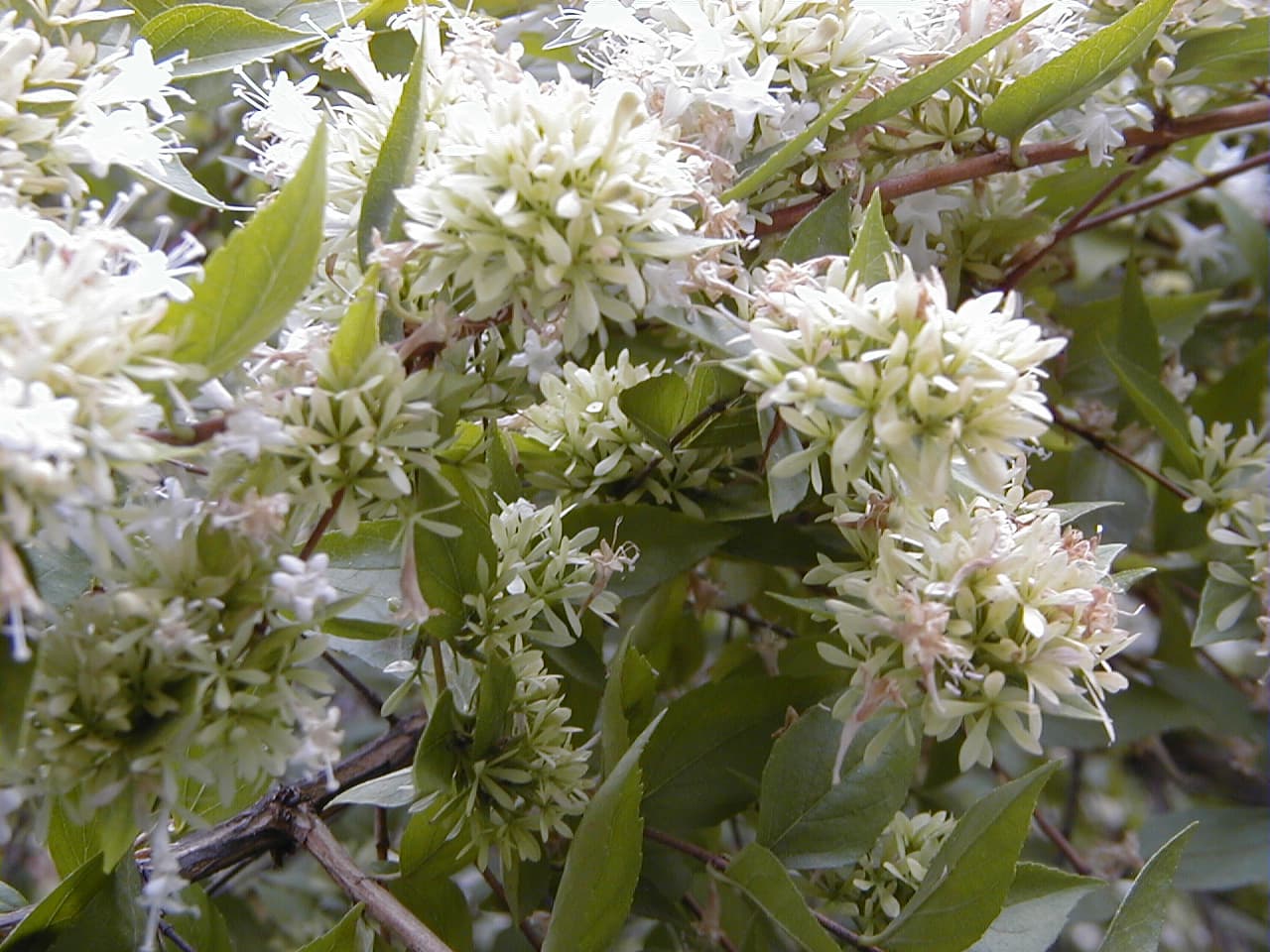 Small pink abelia flowers and glossy leaves