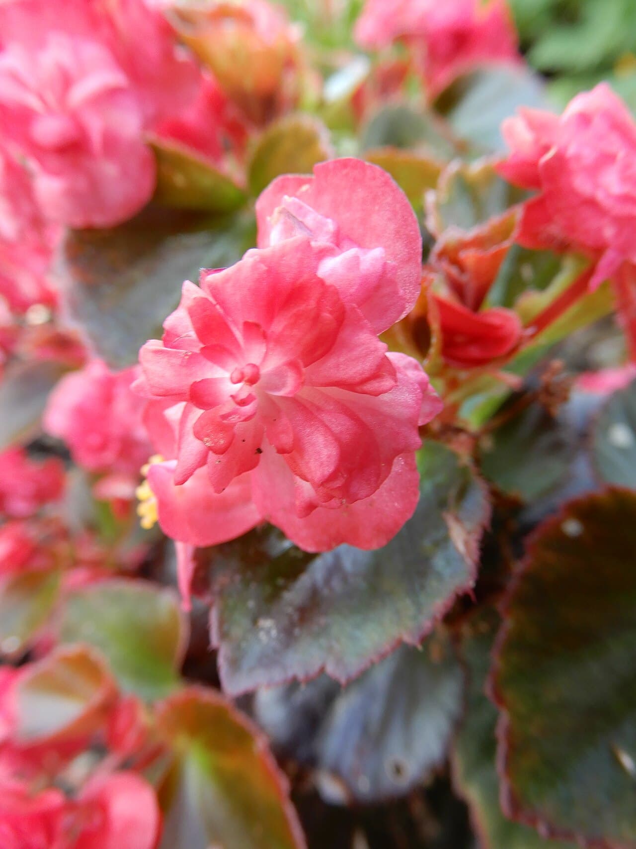 Wax begonia with red flowers and glossy bronze leaves