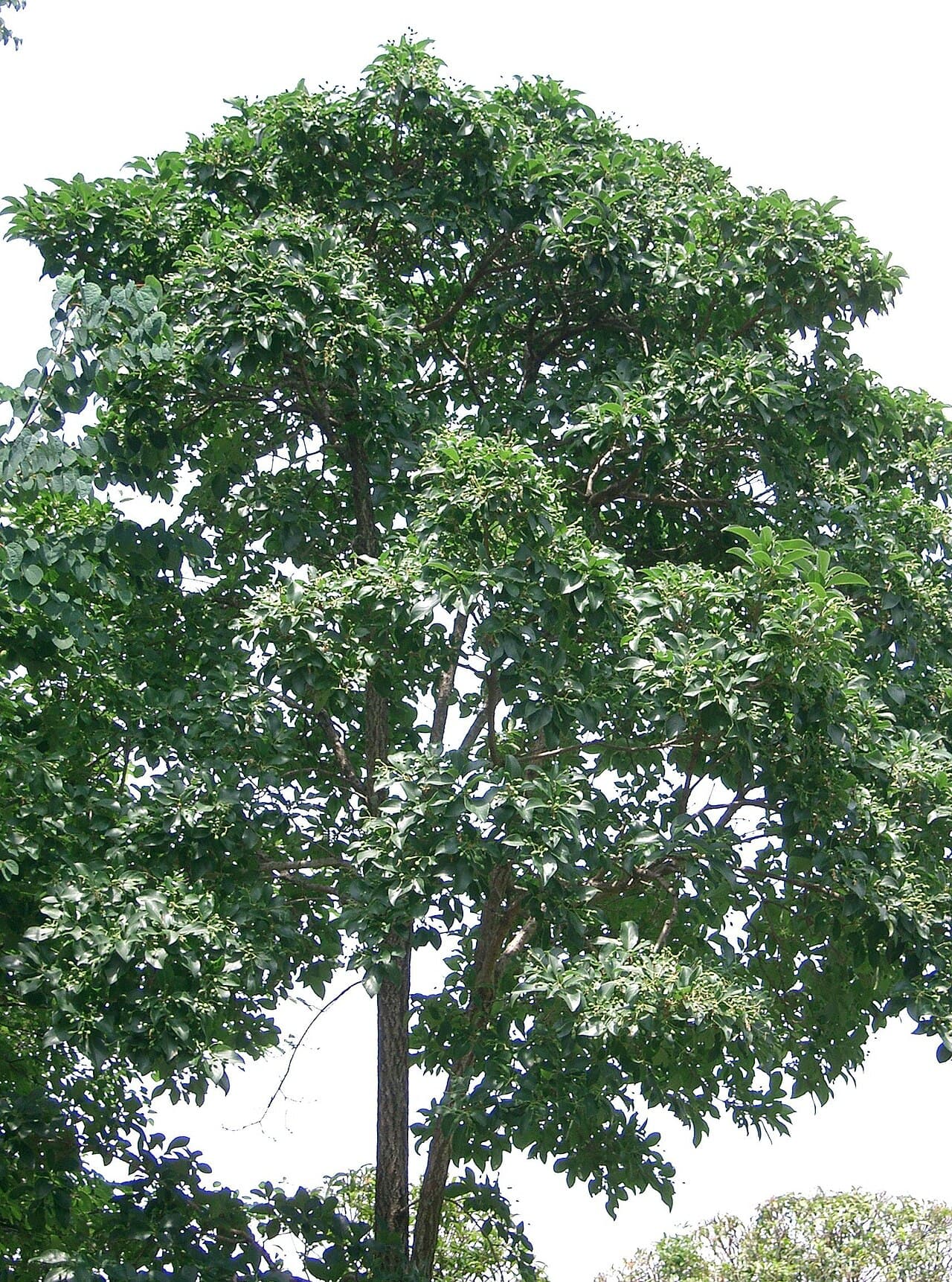 Clouds of white fringe tree flowers