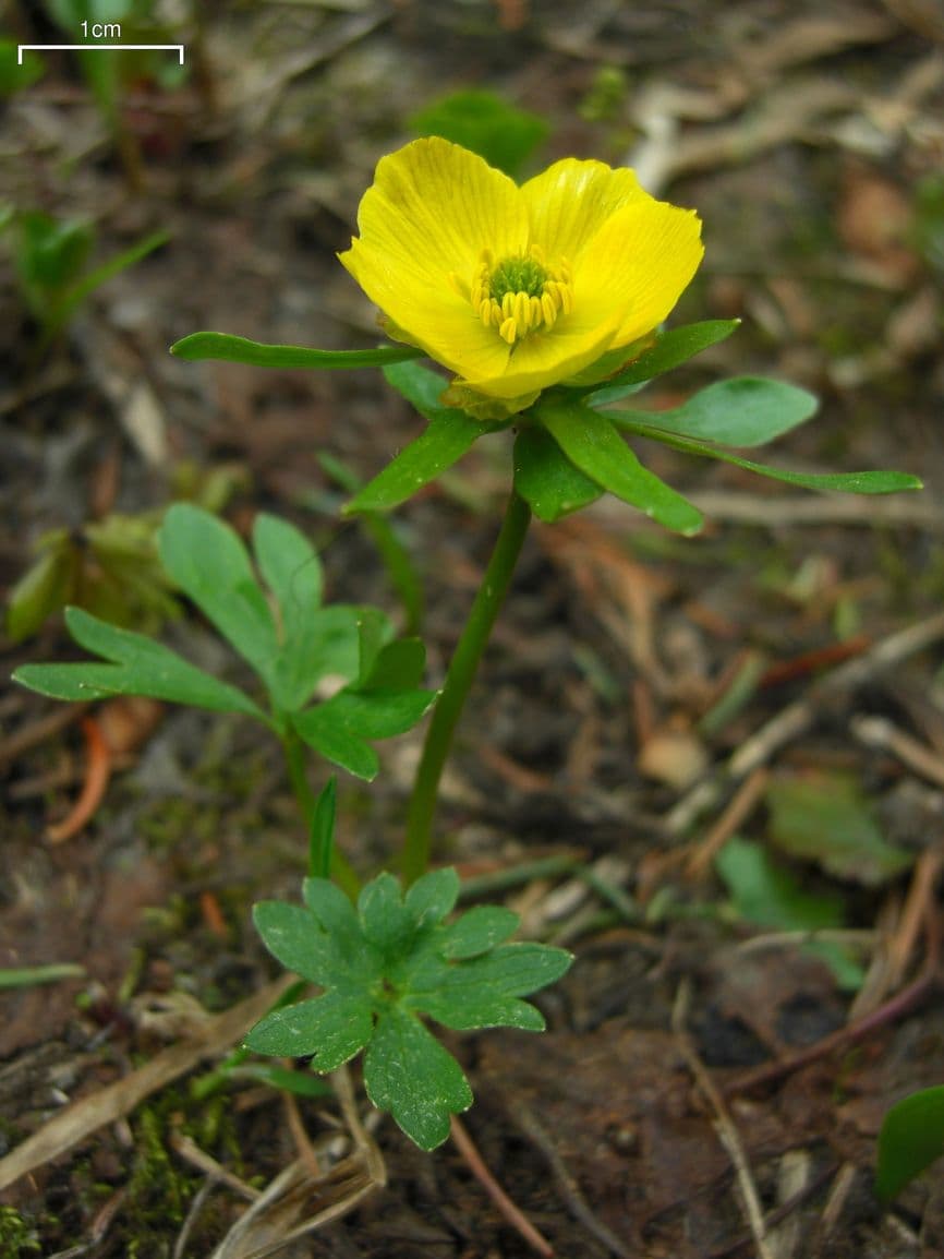 Yellow buttercup flowers