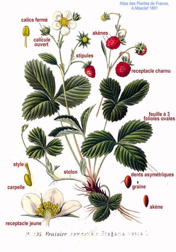 Botanical illustration of wild strawberry