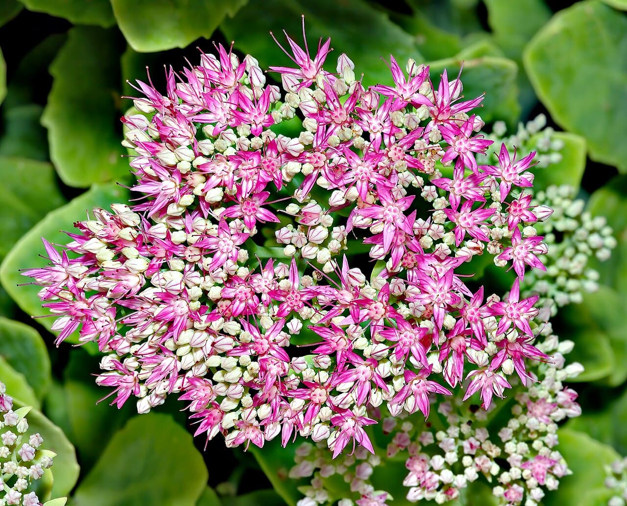 Flat pink flower head of showy stonecrop seen from above