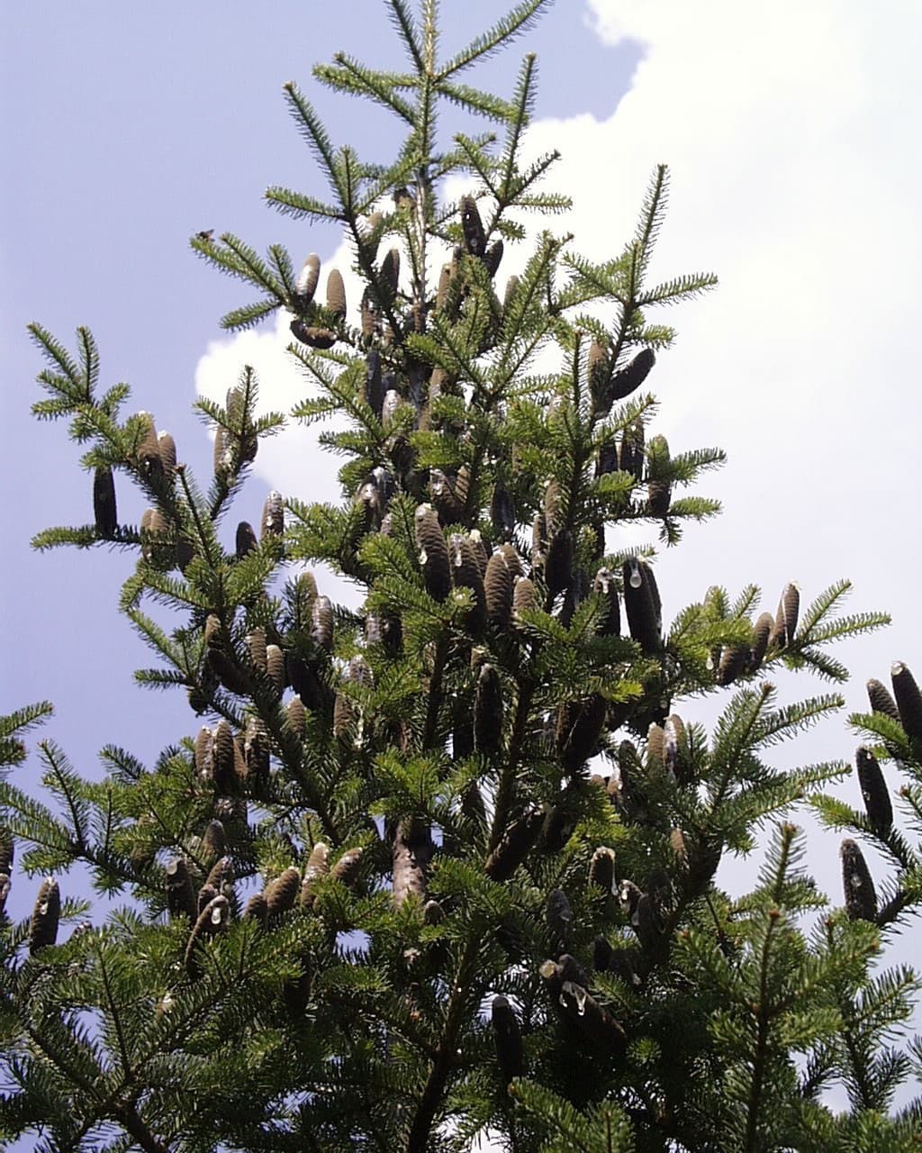 Balsam fir needles and cones