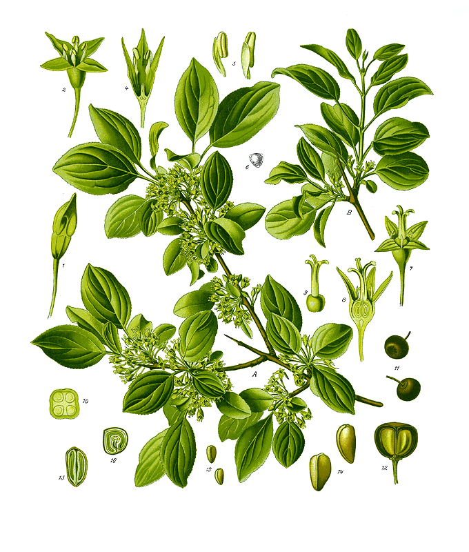 Botanical illustration of common buckthorn