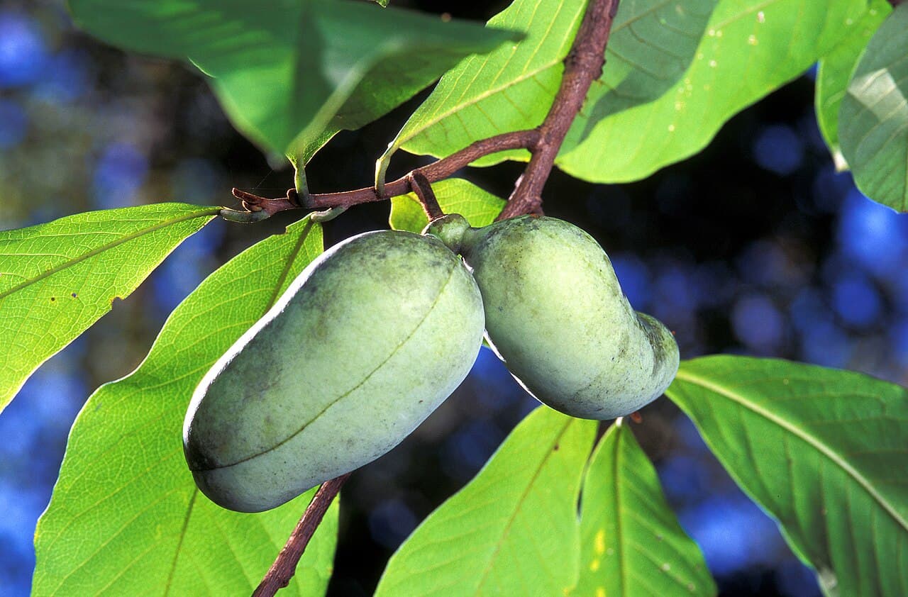 Pawpaw fruit on the branch
