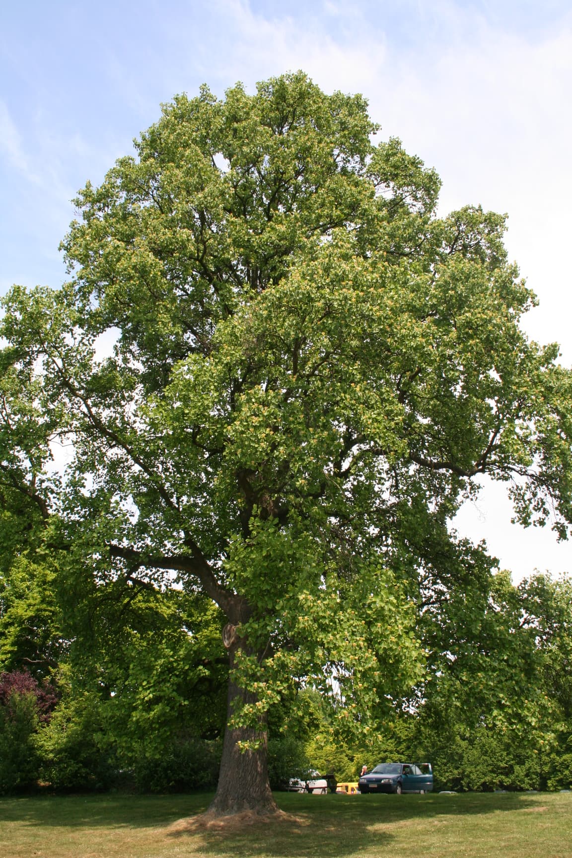 Tall straight trunk of tulip tree
