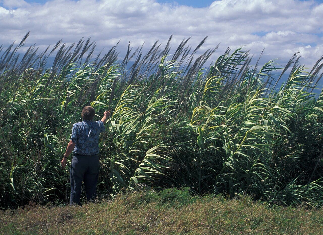 Tall canes and leaves of giant reed