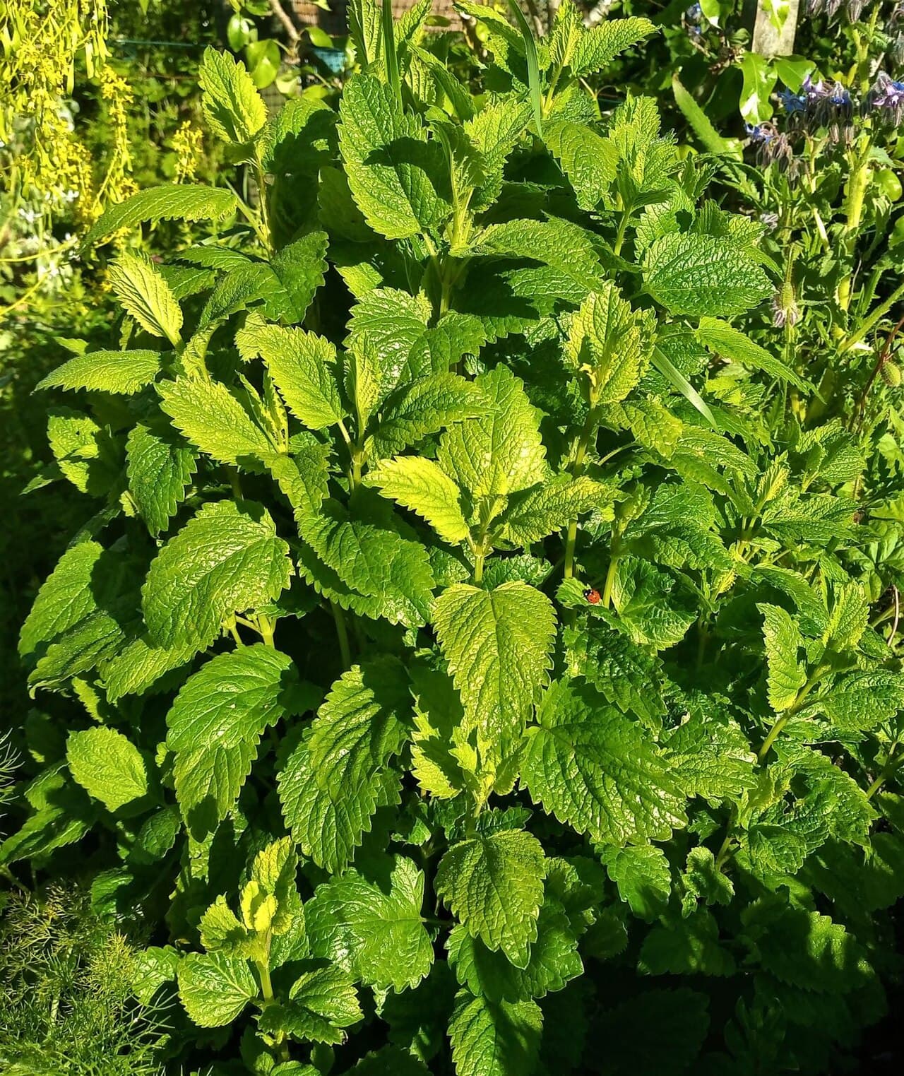 Lemon balm foliage