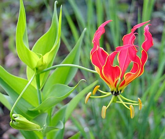 Red and yellow reflexed flowers of glory lily