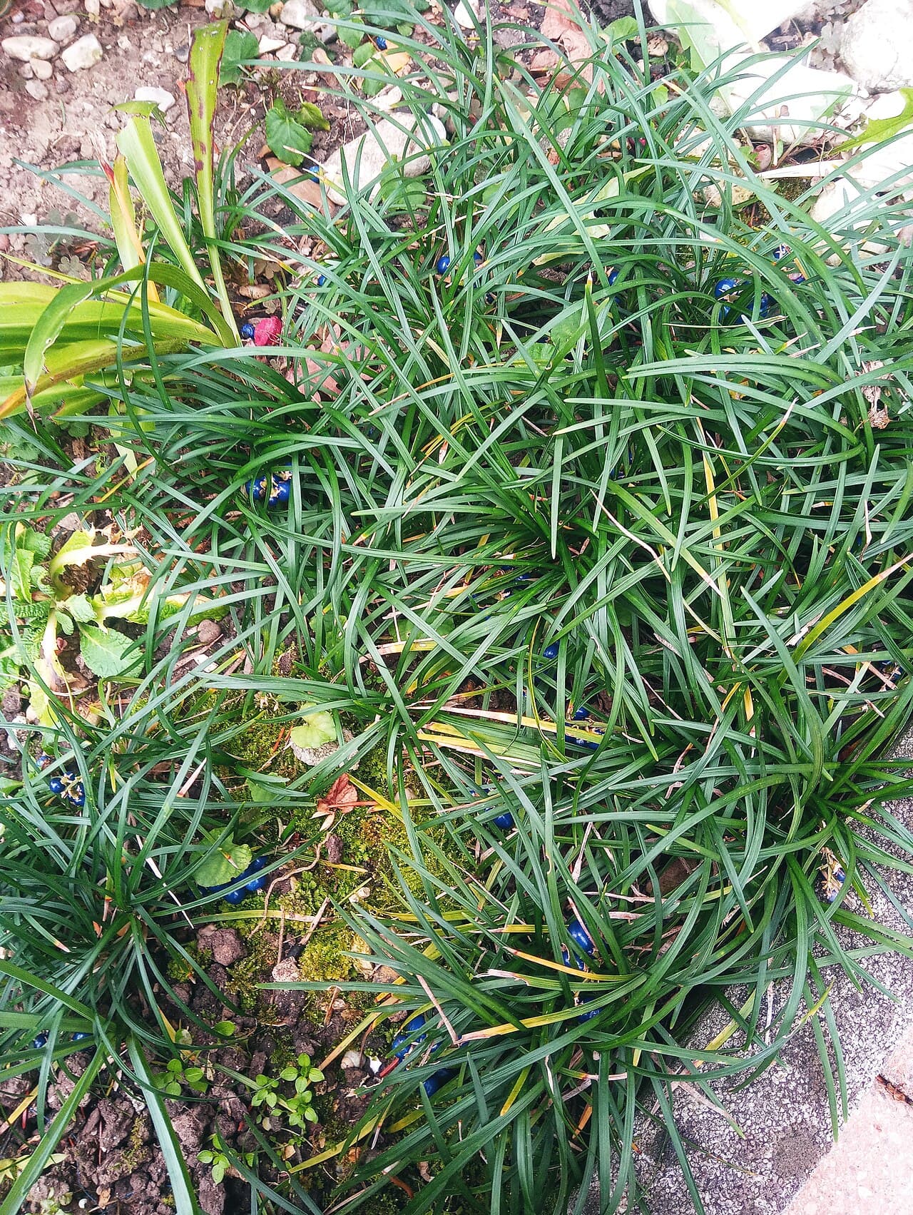 Dense dark green mondo grass