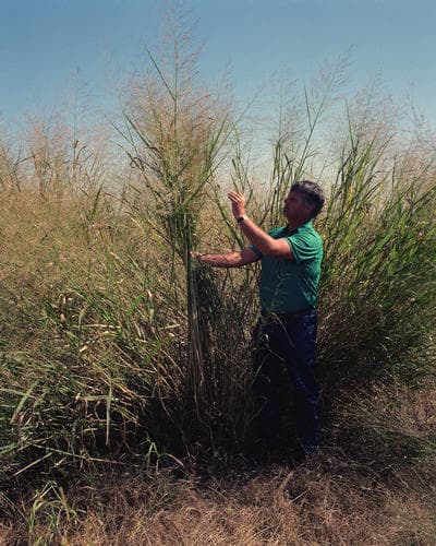 Stand of switchgrass with upright stems and airy seed heads