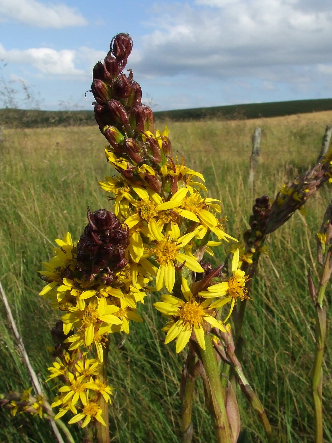 Tall yellow flower spike of ligularia